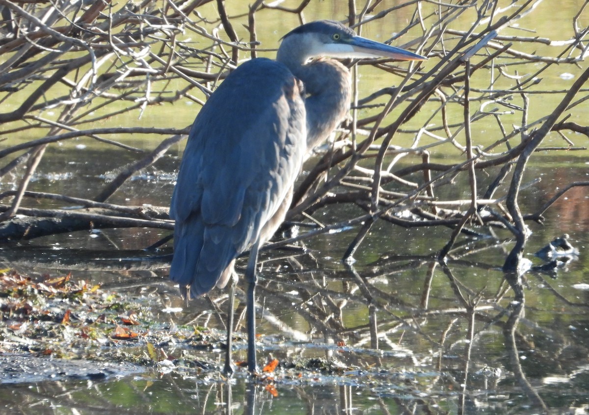 volavka velká - ML644526214