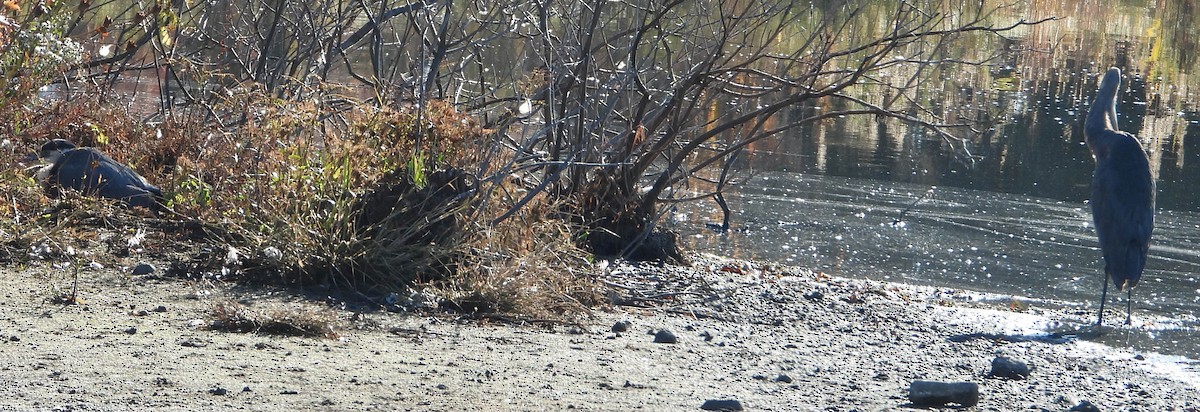 volavka velká - ML644526215