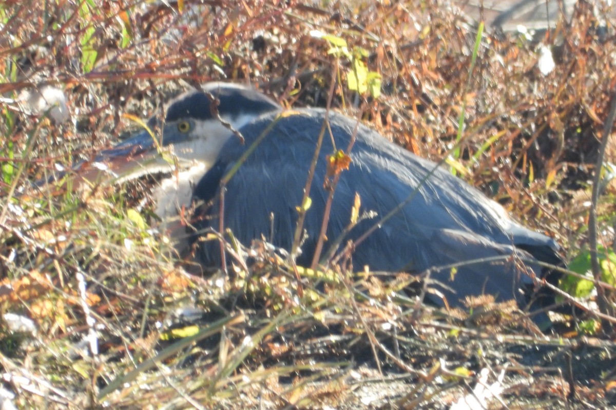 volavka velká - ML644526216