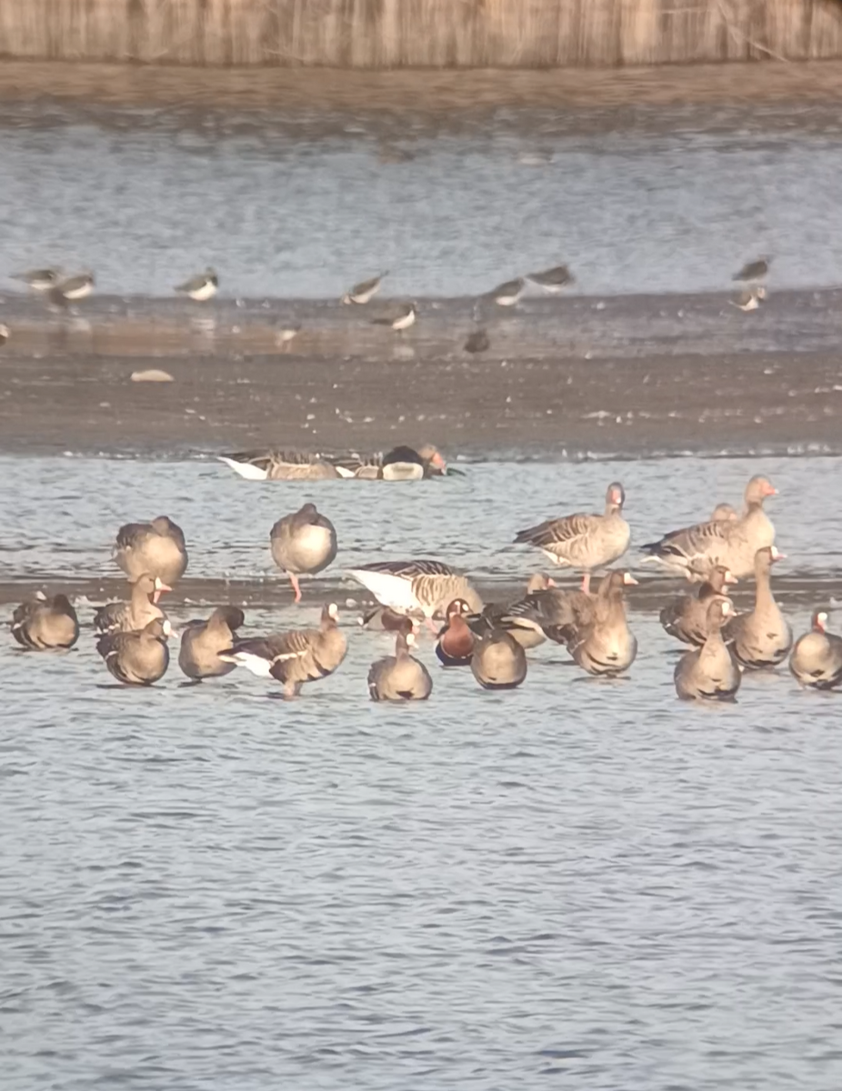 berneška rudokrká - ML644526217