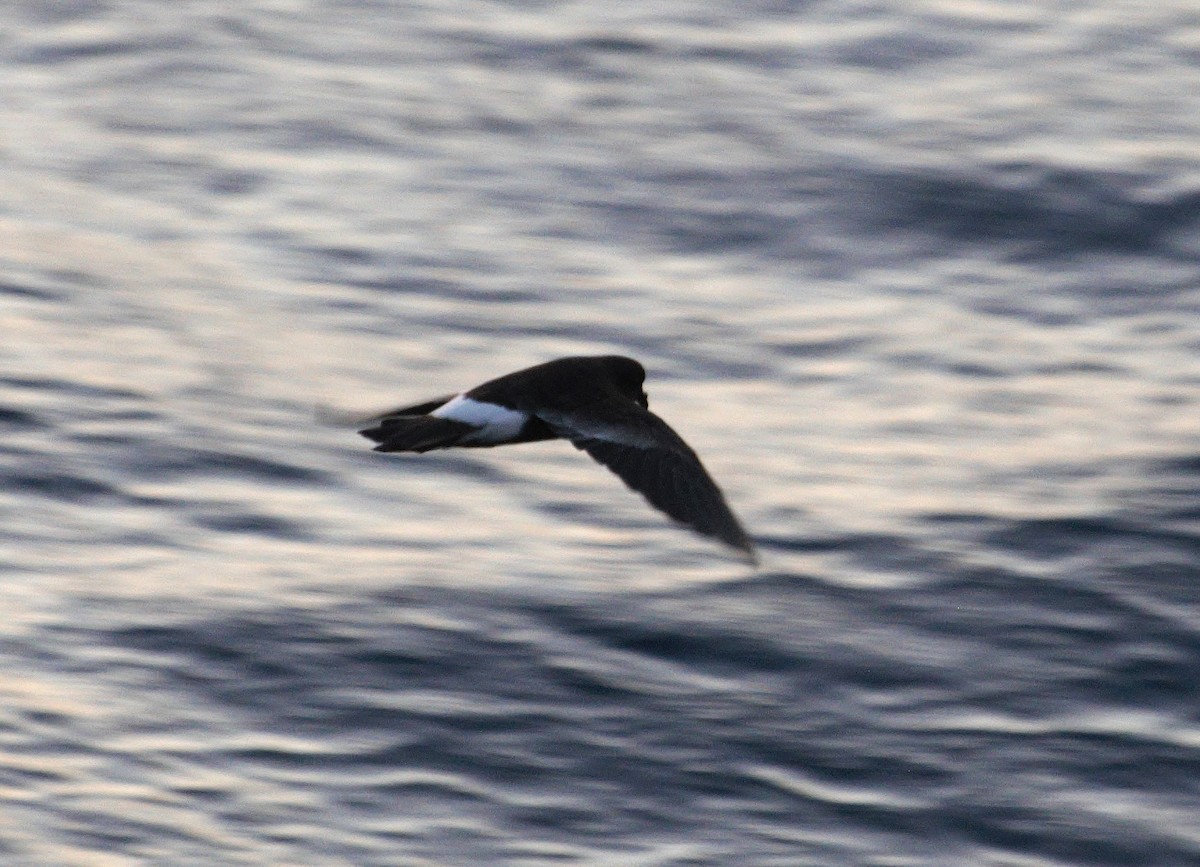 buřníček žlutonohý - ML644526218