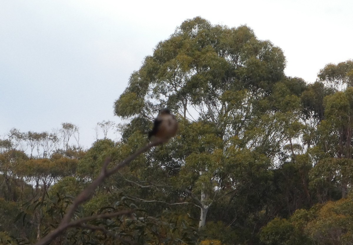 vlaštovka rezavočelá - ML644526219