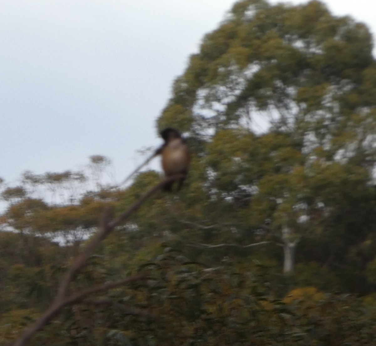 vlaštovka rezavočelá - ML644526220