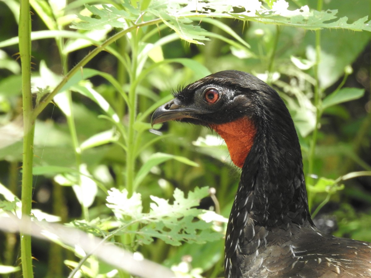 Kara Ayaklı Guan - ML644526221