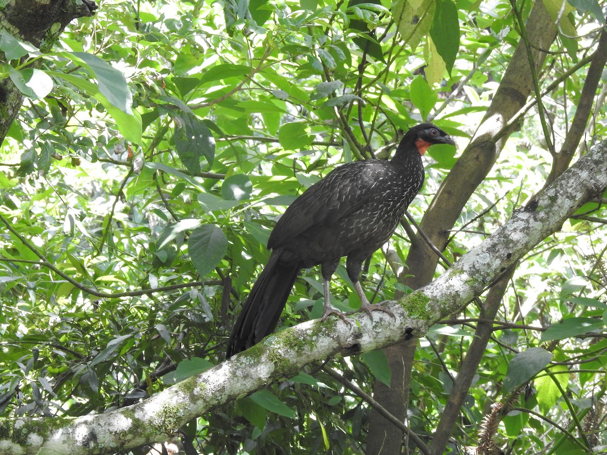 Kara Ayaklı Guan - ML644526222