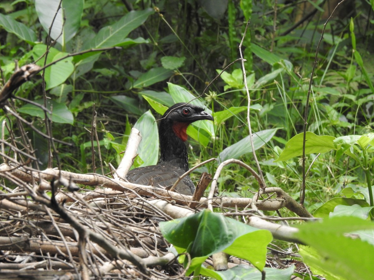 Kara Ayaklı Guan - ML644526223