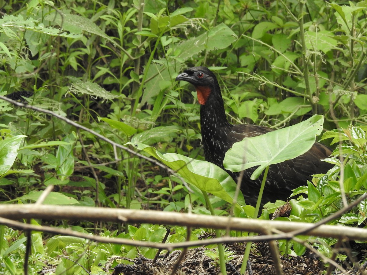 Kara Ayaklı Guan - ML644526224