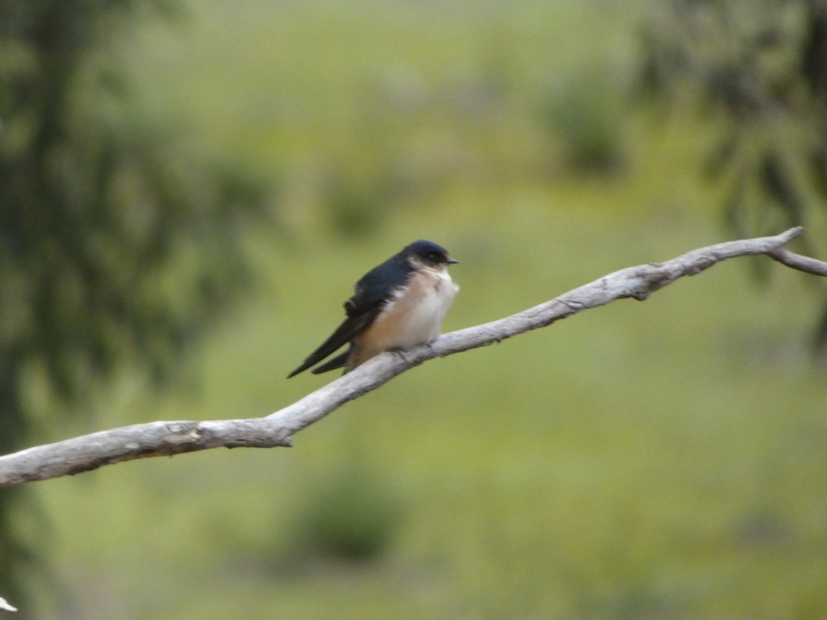 eukalyptussvale - ML644526225