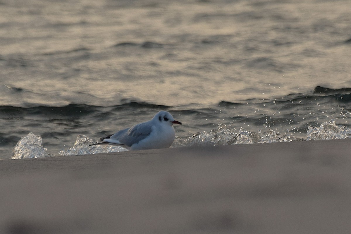 racek chechtavý - ML644526226