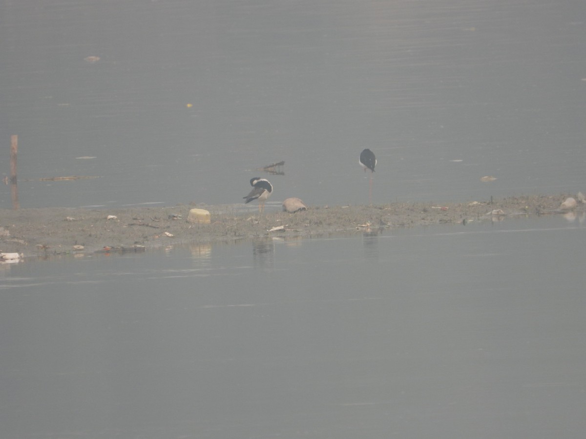 kormorán menší - ML644526227