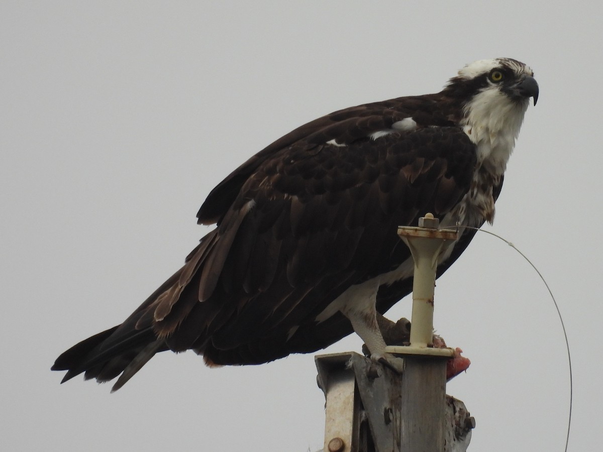 orlovec říční (ssp. carolinensis) - ML644526228