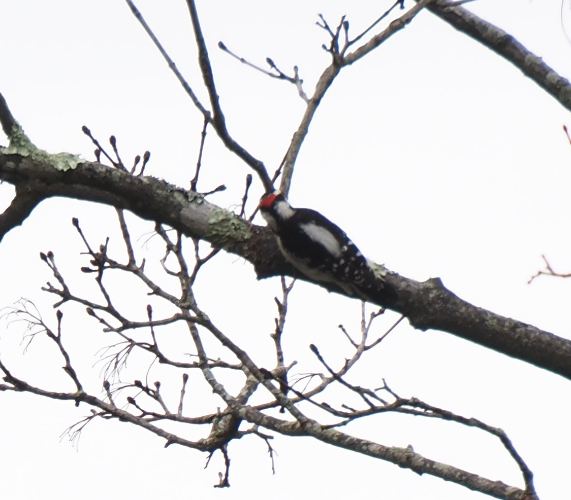 strakapoud osikový - ML644526229