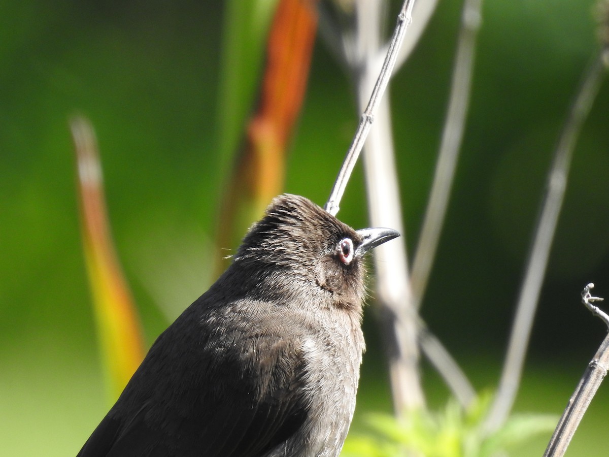 Bulbul du Cap - ML644526230