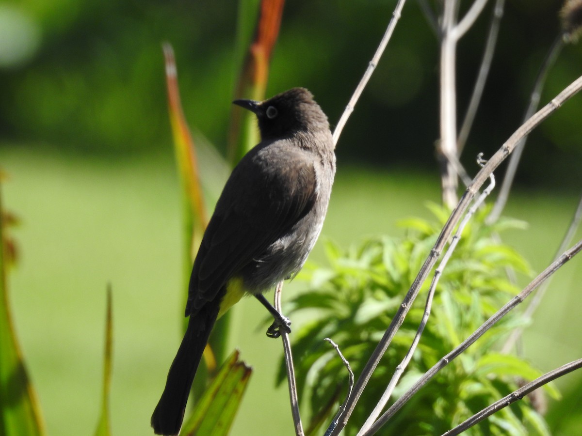 Bulbul du Cap - ML644526231