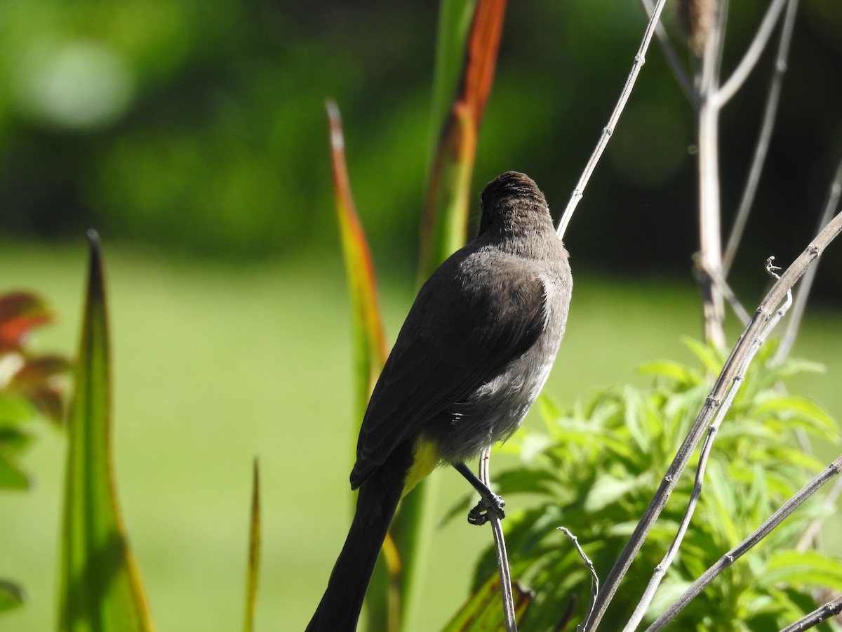 Bulbul du Cap - ML644526232