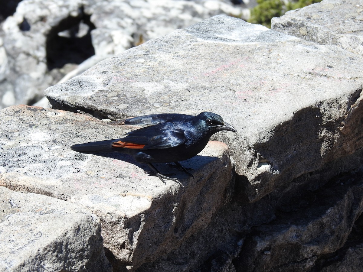 Red-winged Starling - ML644526233