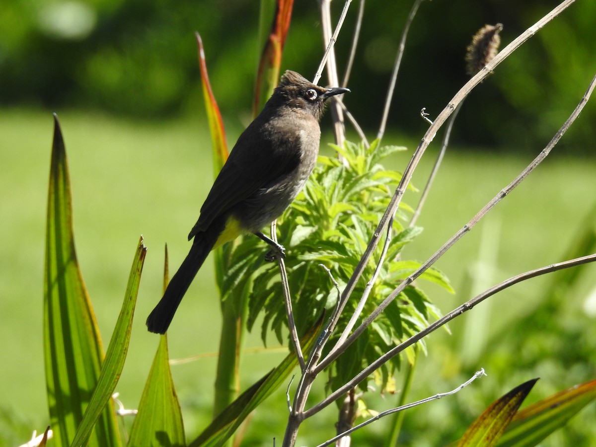 Cape Bulbul - ML644526234