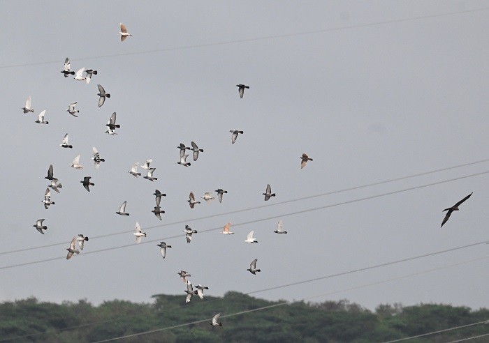 יונת בית - ML644526247