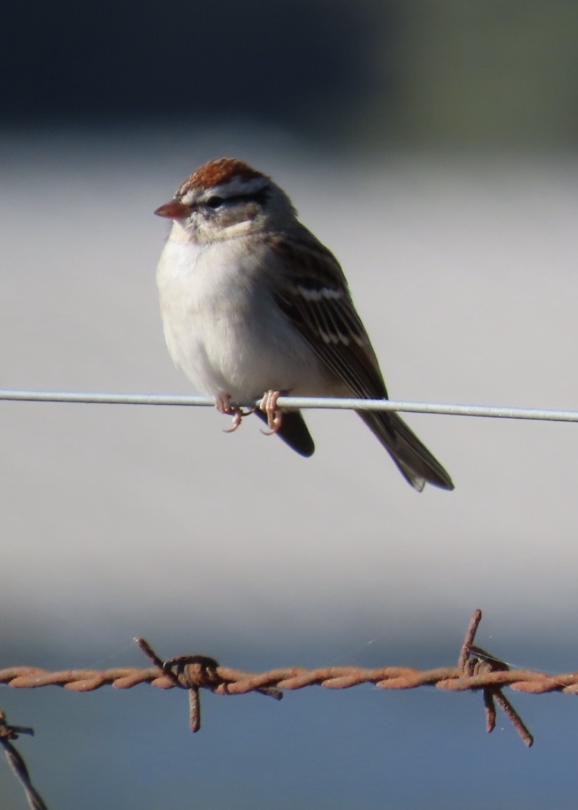 Chipping Sparrow - ML644526259