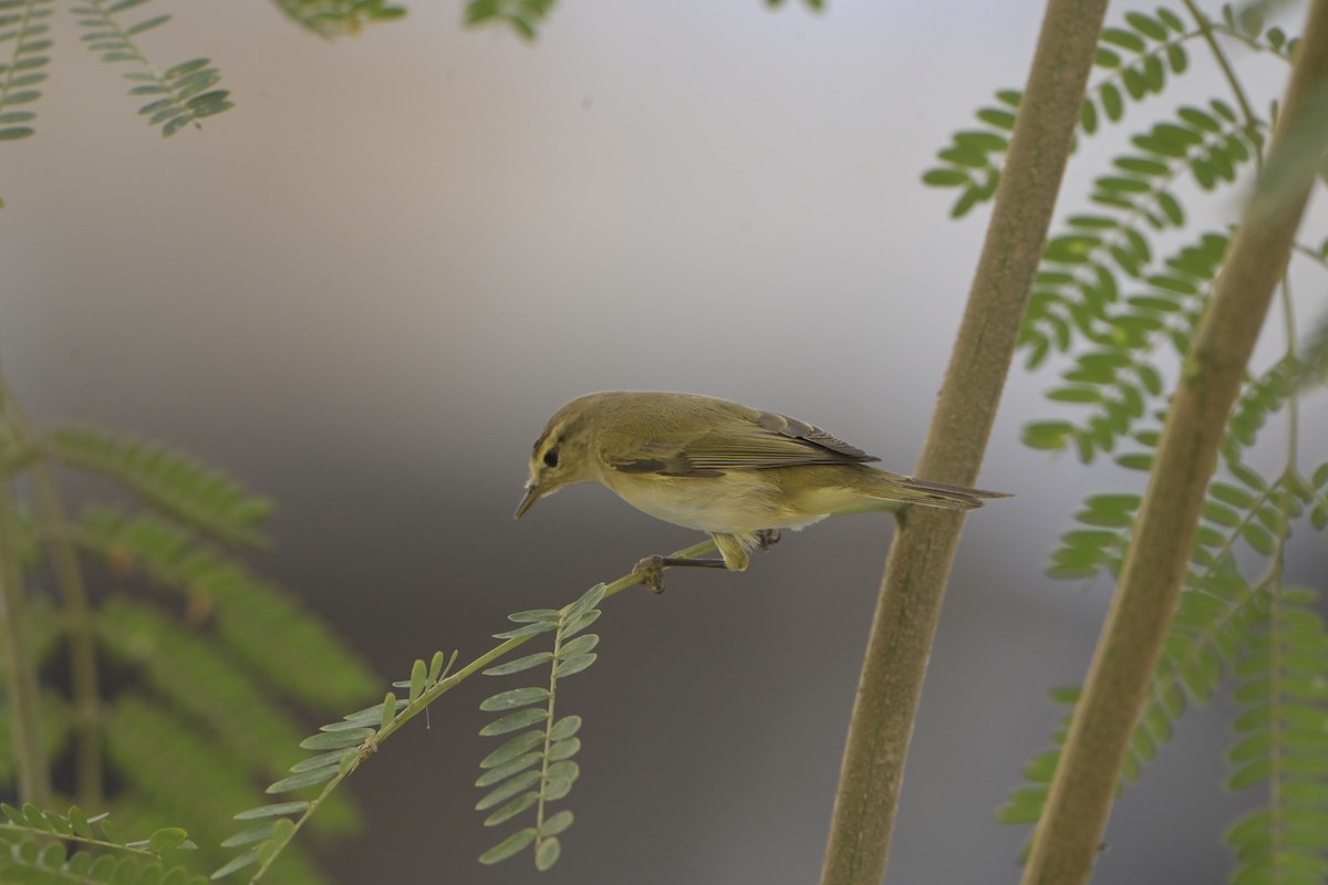 Пеночка-весничка - ML644526264