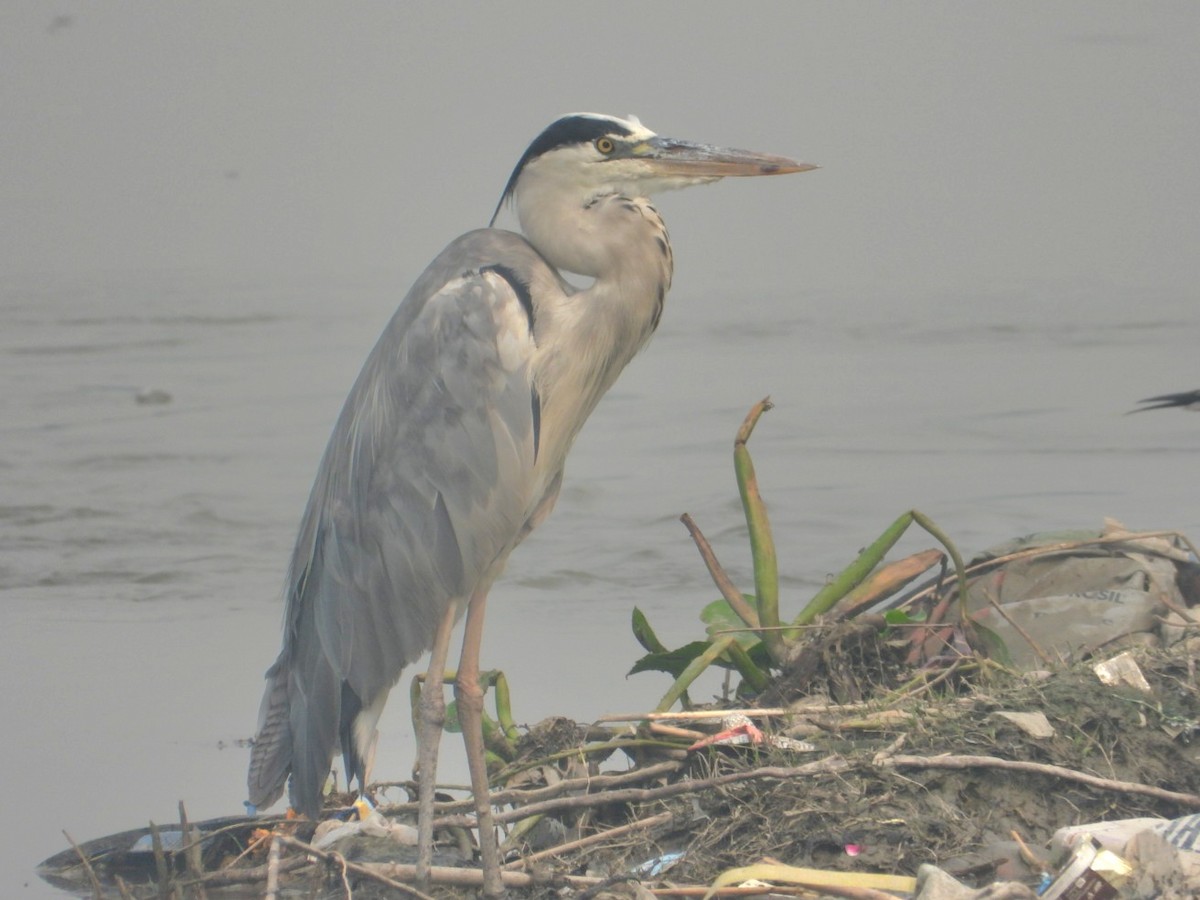 Graureiher - ML644526265