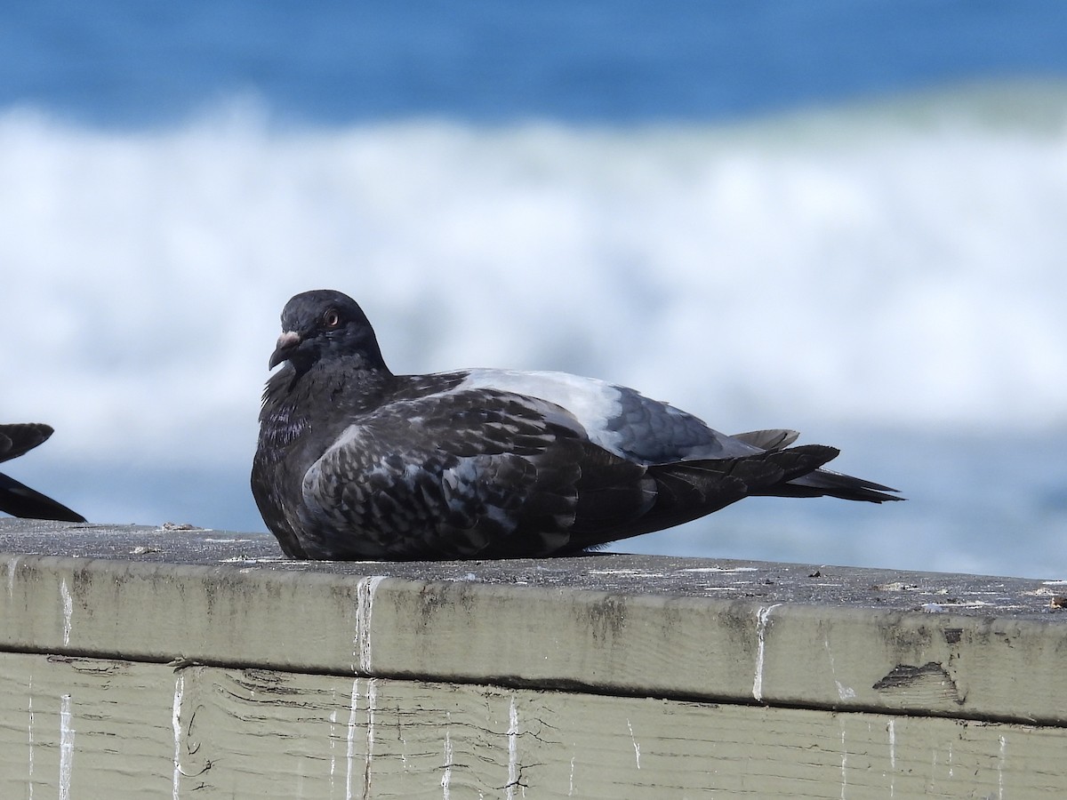 יונת בית - ML644526274