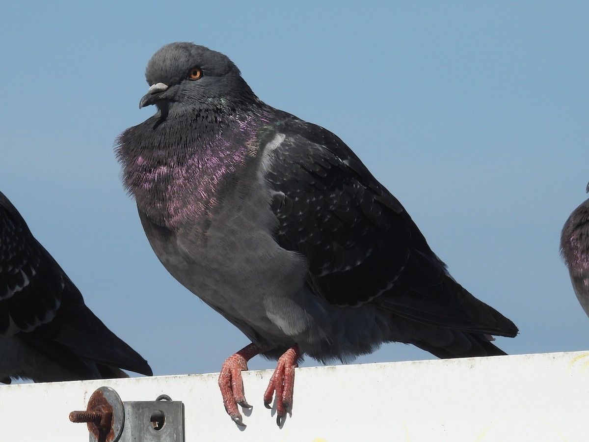 יונת בית - ML644526275