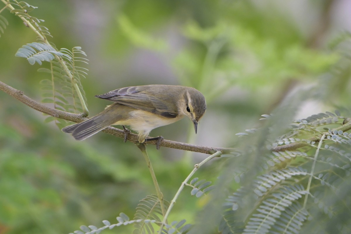 Пеночка-теньковка - ML644526278