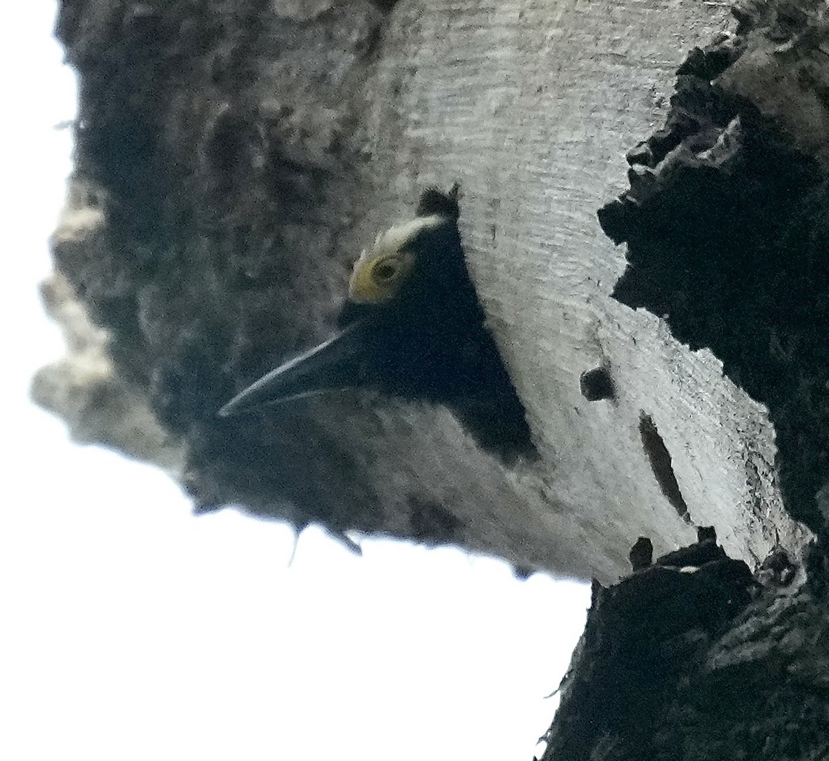 Yellow-tufted Woodpecker - ML644526284