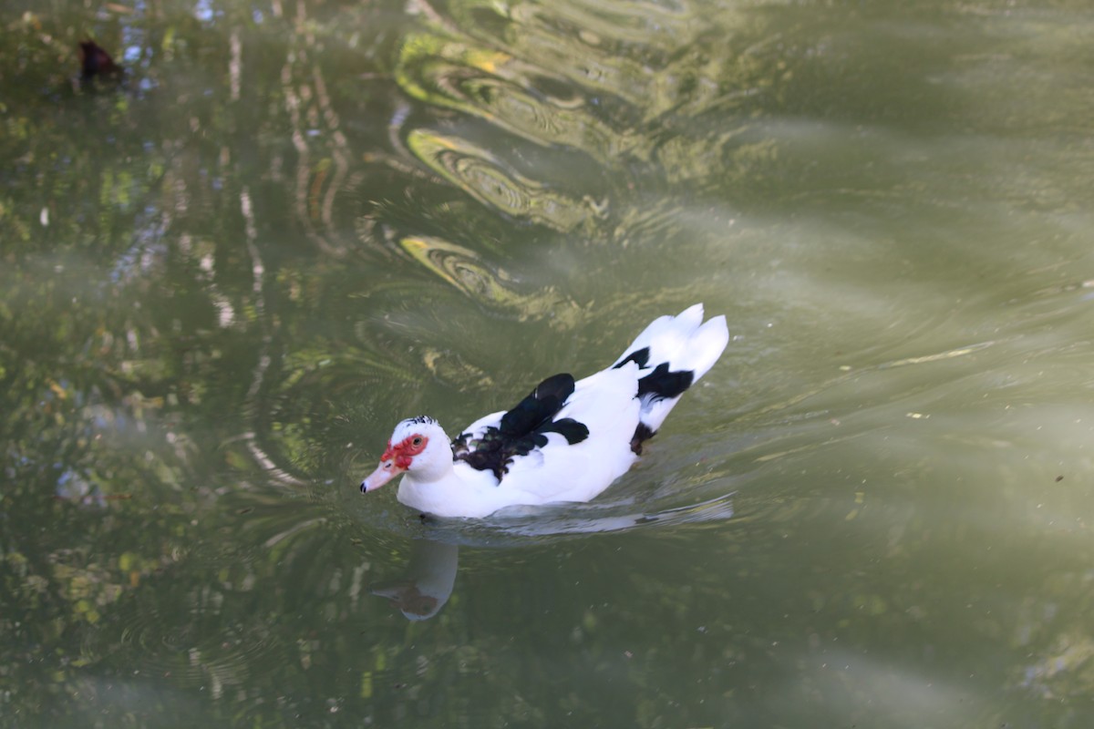 Muscovy Duck (Domestic type) - ML644526287