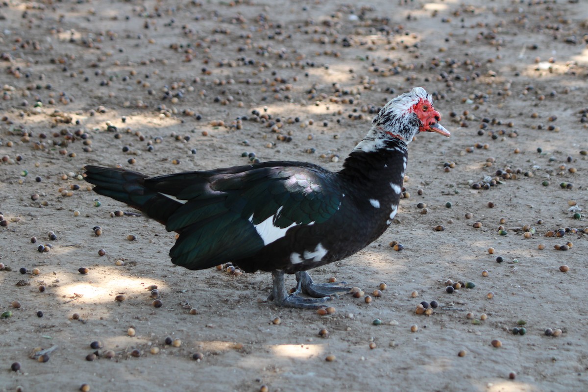 Muscovy Duck (Domestic type) - ML644526289