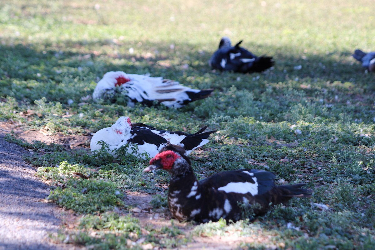 Muscovy Duck (Domestic type) - ML644526290