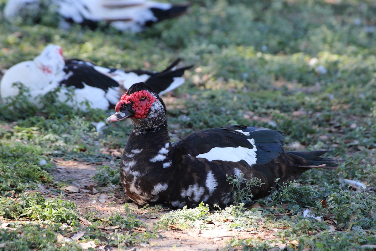 Muscovy Duck (Domestic type) - ML644526291
