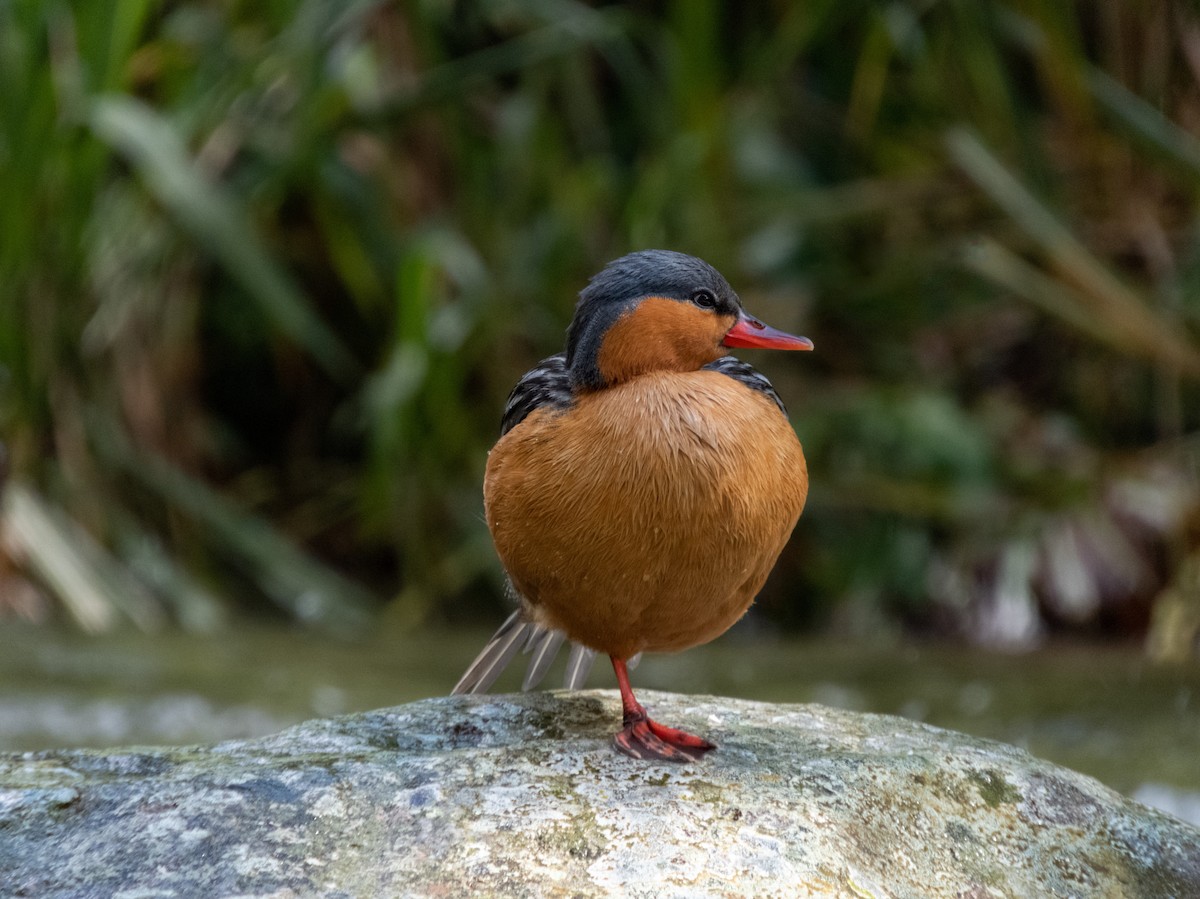 Torrent Duck - ML644526295