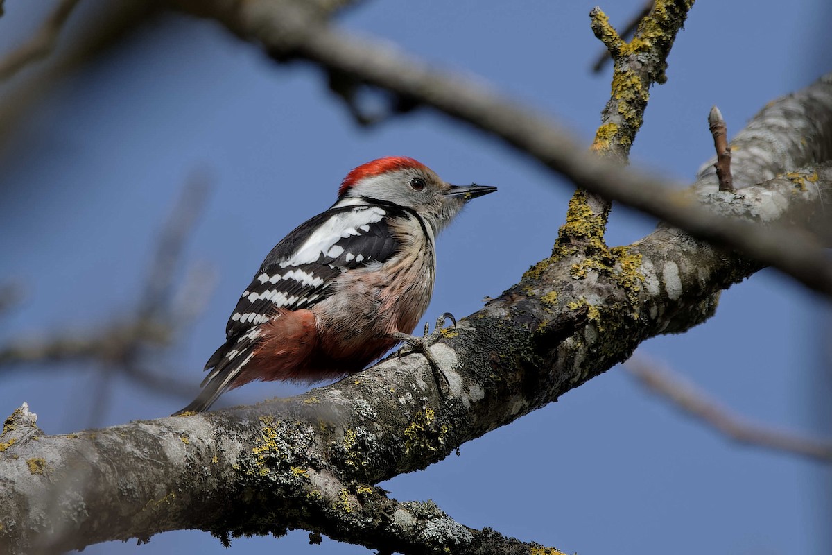 Picchio rosso mezzano - ML644526296