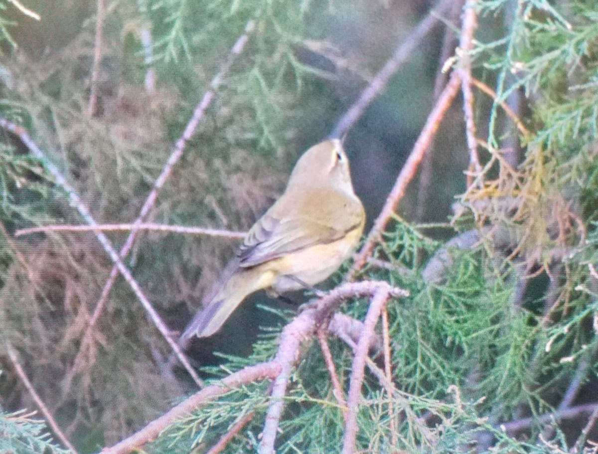 Common Chiffchaff - ML644526301