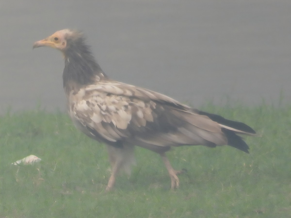 Egyptian Vulture - ML644526302