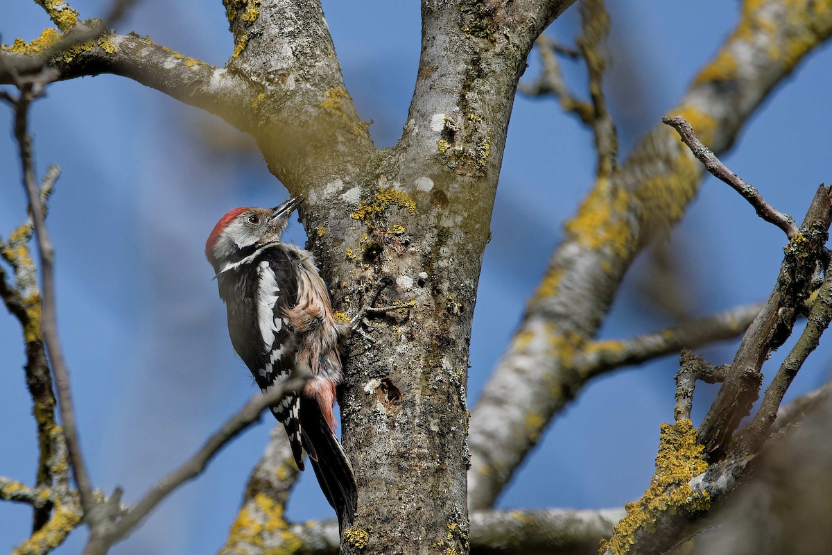 Picchio rosso mezzano - ML644526303