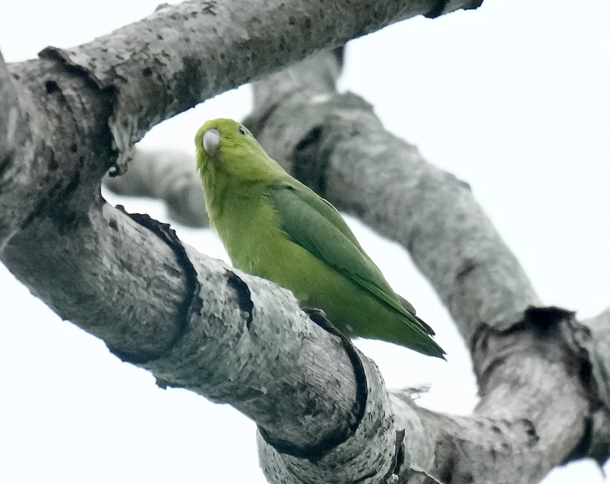 Cobalt-rumped Parrotlet - ML644526304
