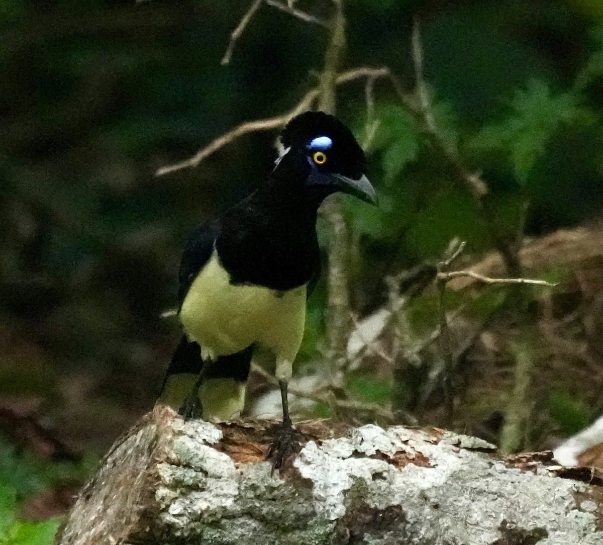 Plush-crested Jay - ML644526308