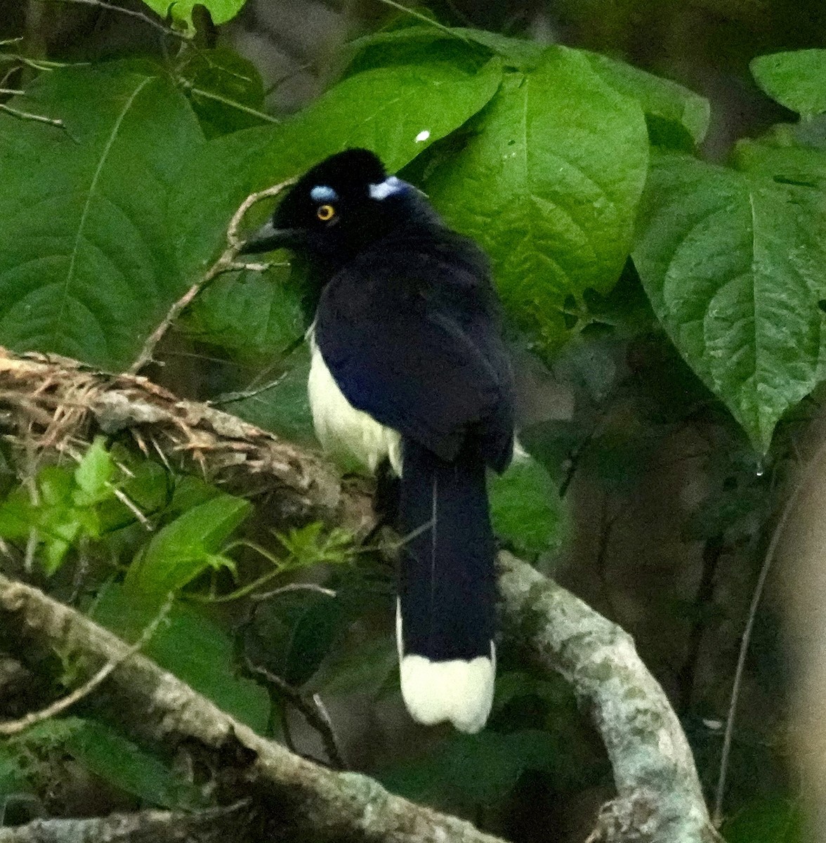Plush-crested Jay - ML644526309