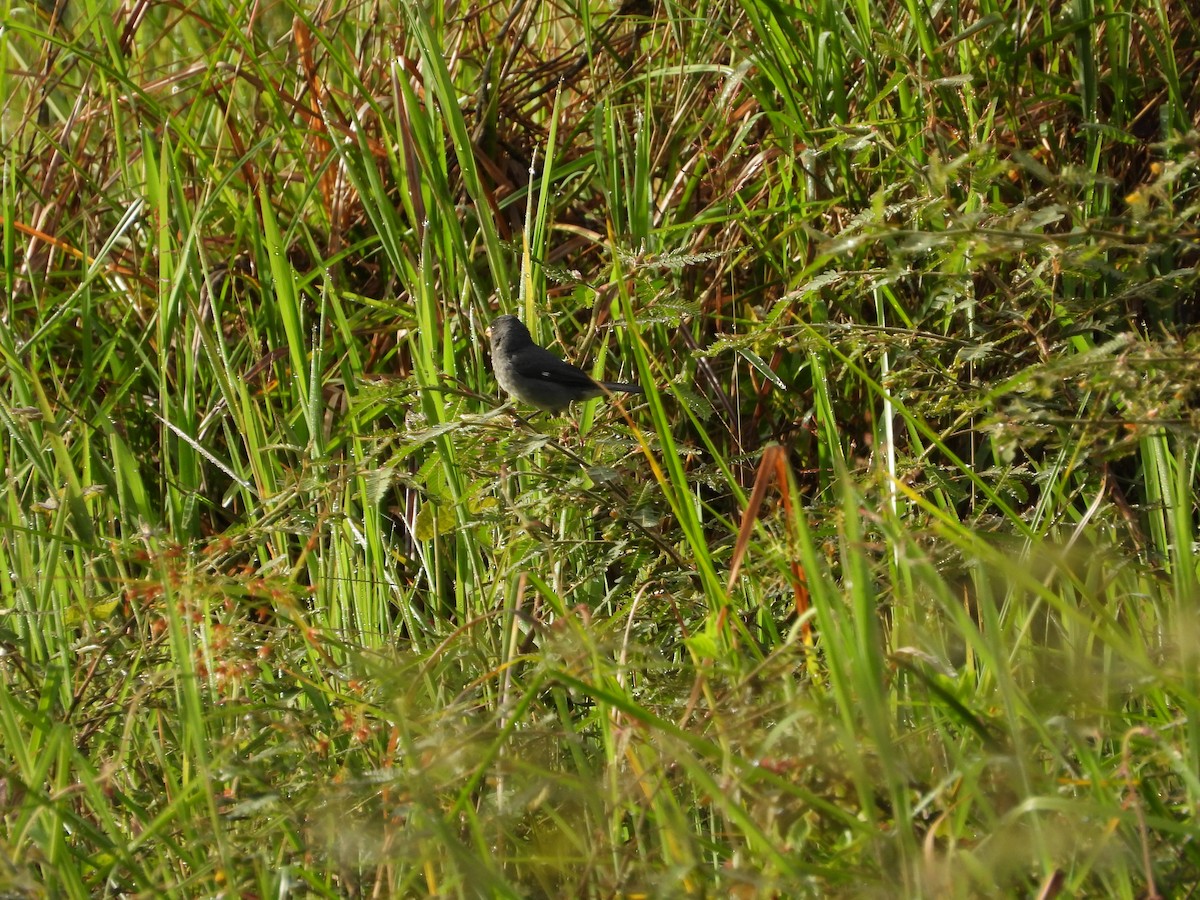 Gray Seedeater - ML644526310