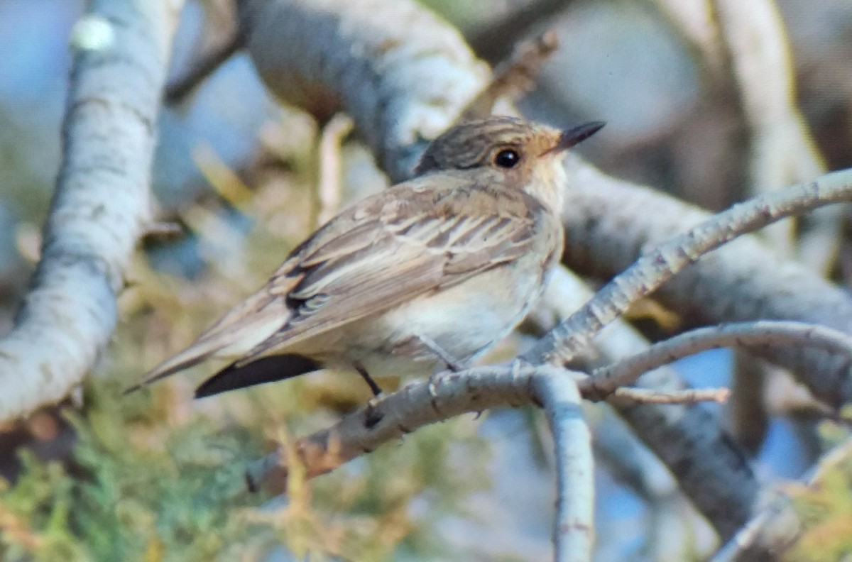 Spotted Flycatcher - ML644526312