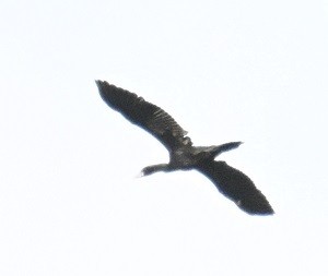 Little Cormorant - ML644526313