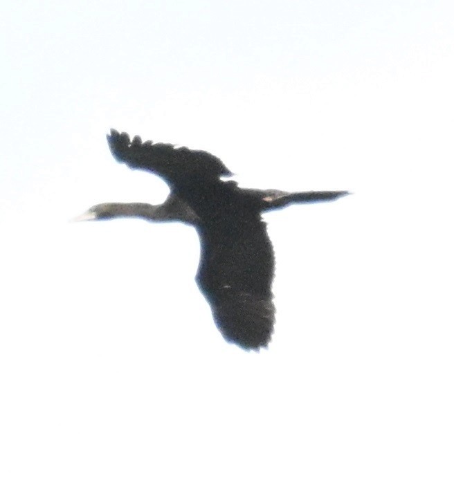 Little Cormorant - ML644526314