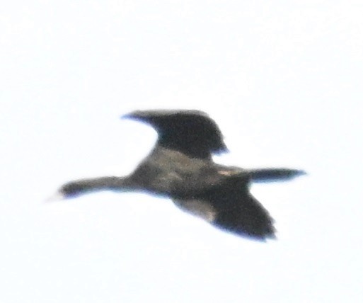 Little Cormorant - ML644526315