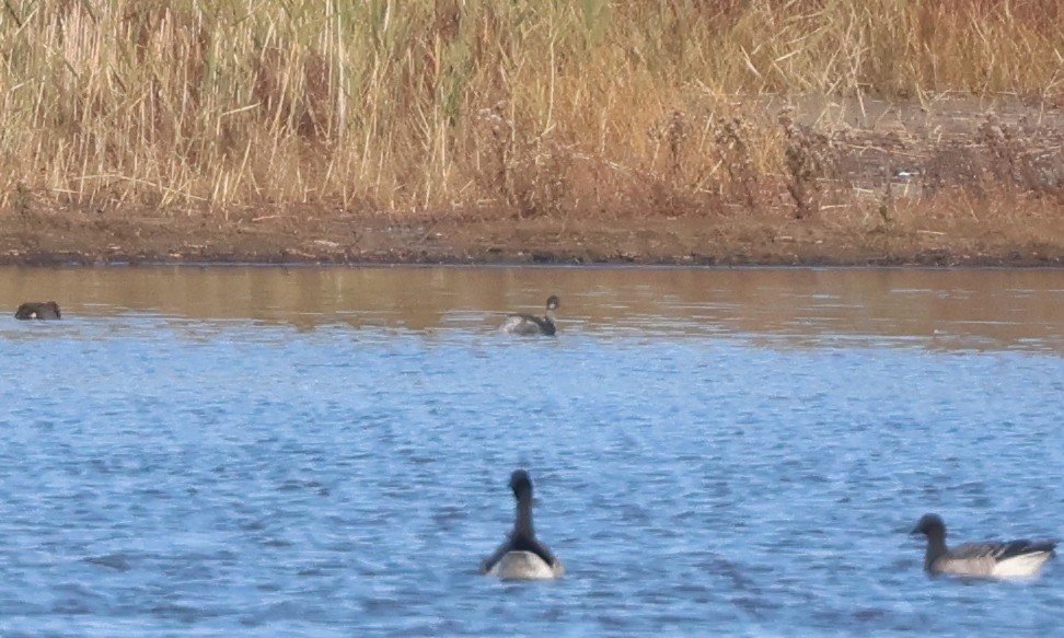 Eared Grebe - ML644526316