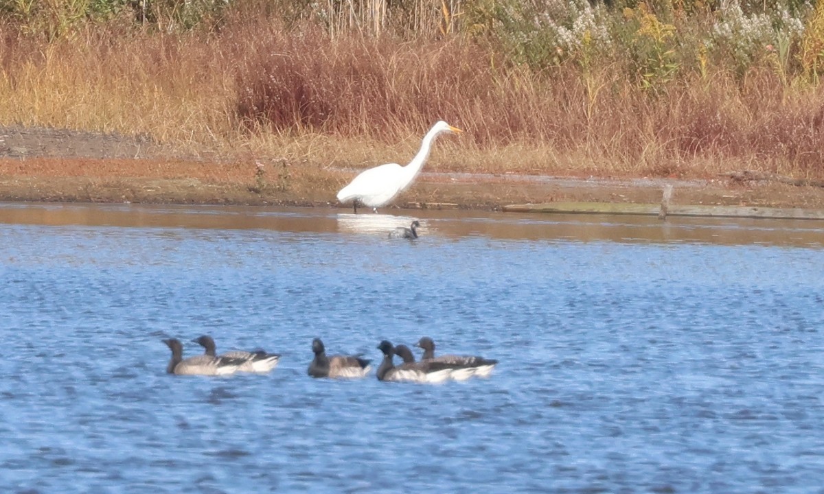 Eared Grebe - ML644526317