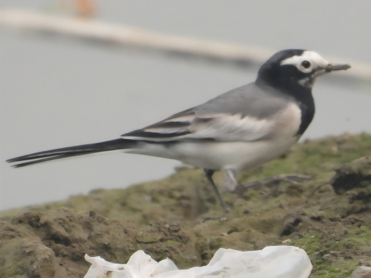 White Wagtail - ML644526318