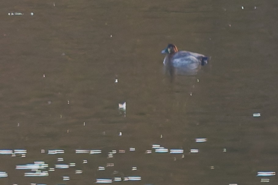 Common Pochard - ML644526321